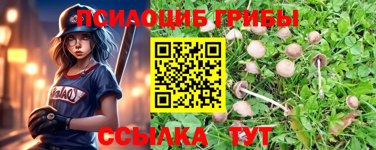 Владивосток  Псилоцибиновые грибы GOLDEN TEACHER  купить закладку  Вход с VPN 
